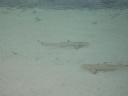 Black Tipped Sharks in the shallows